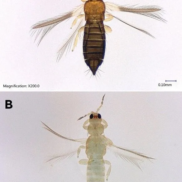 thumbnail for publication: Thrips parvispinus (Karny, 1922) (Insecta: Thysanoptera: Thripidae): A New Invasive Pest